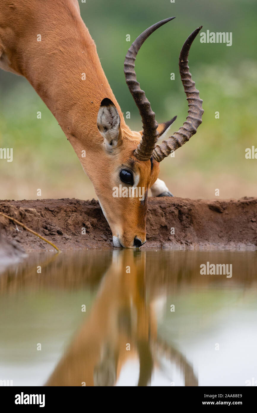 Impala (Aepyceros melampus) Ram trinken, Mashatu Game Reserve, Botswana Stockfoto