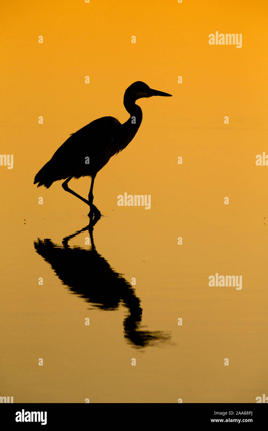 Graureiher (Ardea cinerea) Silhouette, Mashatu Game Reserve, Botswana Stockfoto