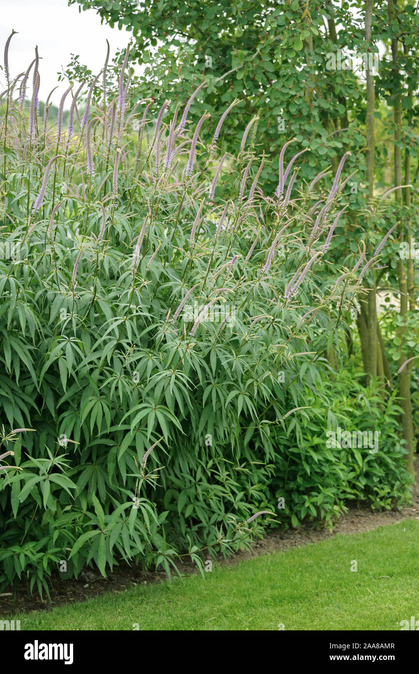 Kandelaber-Ehrenpreis (Veronicastrum virginicum) Stockfoto