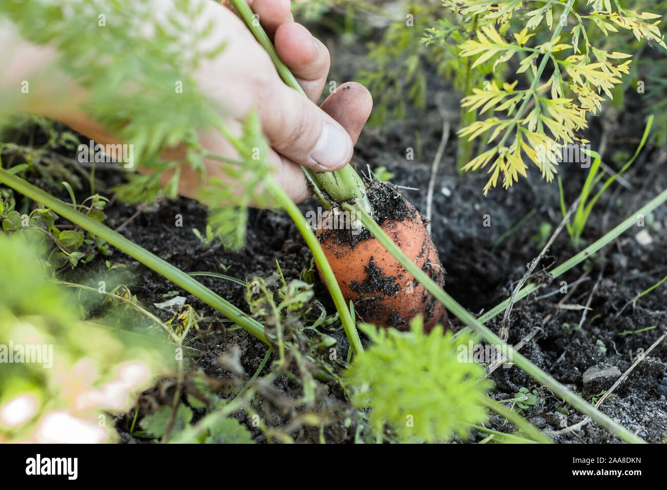 Bio Gemüse, Landwirt Kommissionierung Möhren aus dem Boden, die lokale Landwirtschaft Konzept Stockfoto