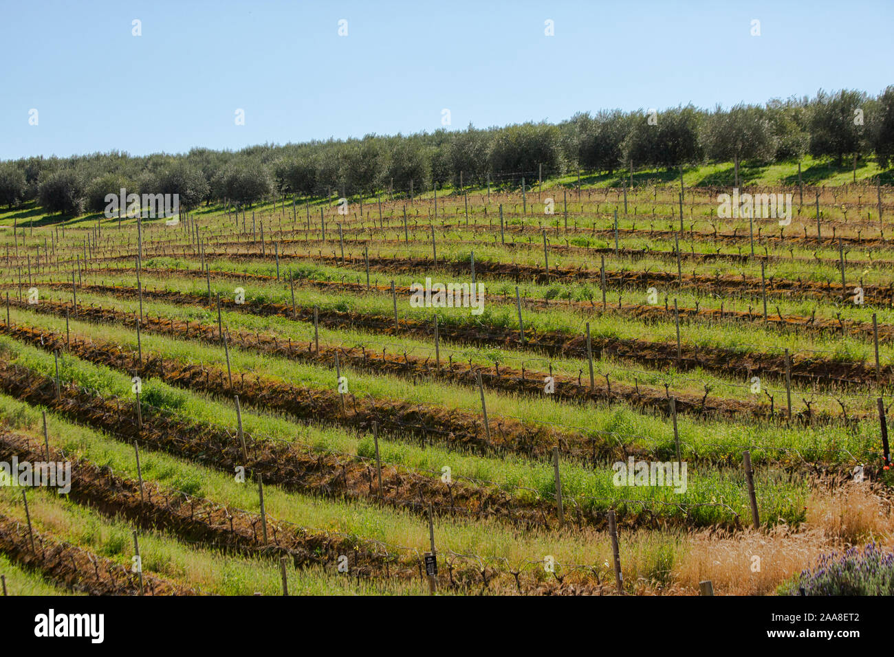 Devon Valley Weingüter in Stellenbosch, Südafrika Stockfoto