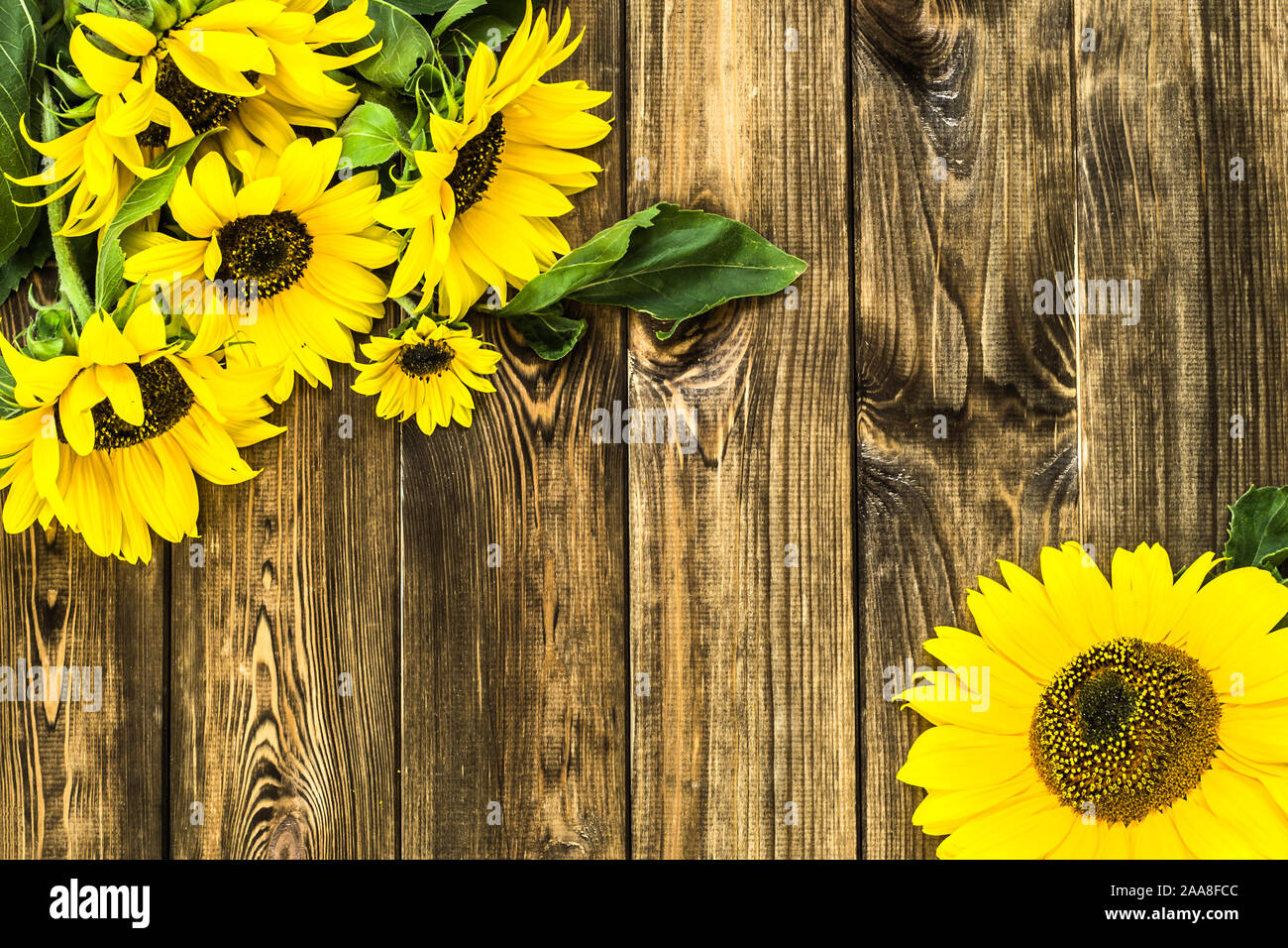 Sonnenblumen auf Holzuntergrund, Herbst Blumen, Tag, Karte von Mutter oder Frauentag Geschenk Stockfoto