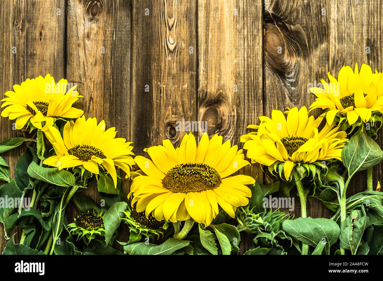 Sonnenblumen auf Holzuntergrund, Herbst Blumen, Tag, Karte von Mutter oder Frauentag Geschenk Stockfoto