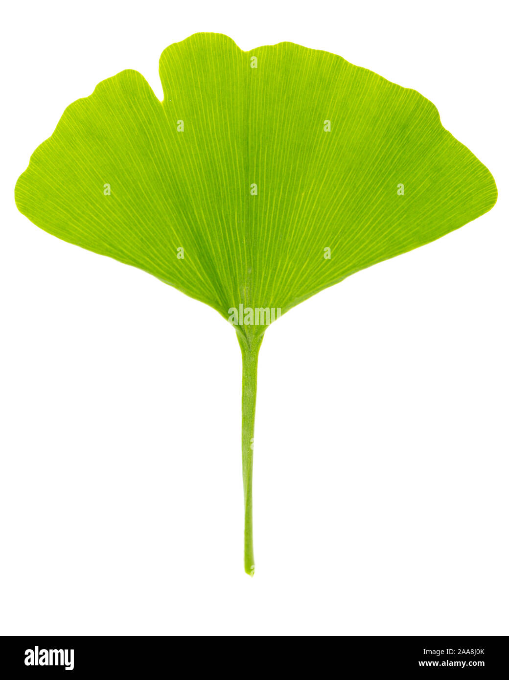 Single Frischer Frühling grün Blatt von gingko (Ginkgo biloba) auf weißem Hintergrund Stockfoto