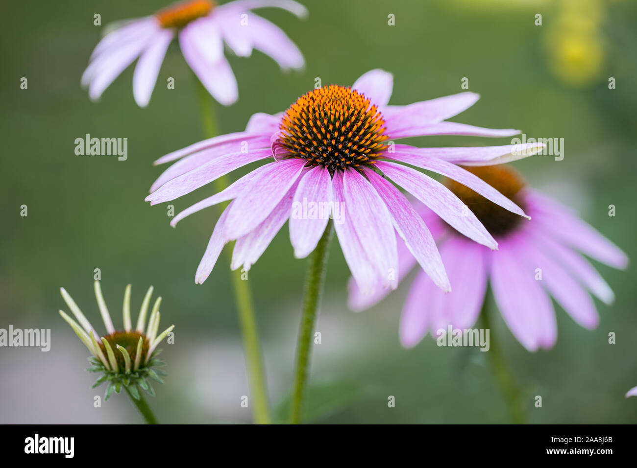 Detail Außenaufnahme Der coneflower (Echinacea purpurea) mit offenen und geschlossenen Blüten vor unscharf grünen Garten Hintergrund Stockfoto