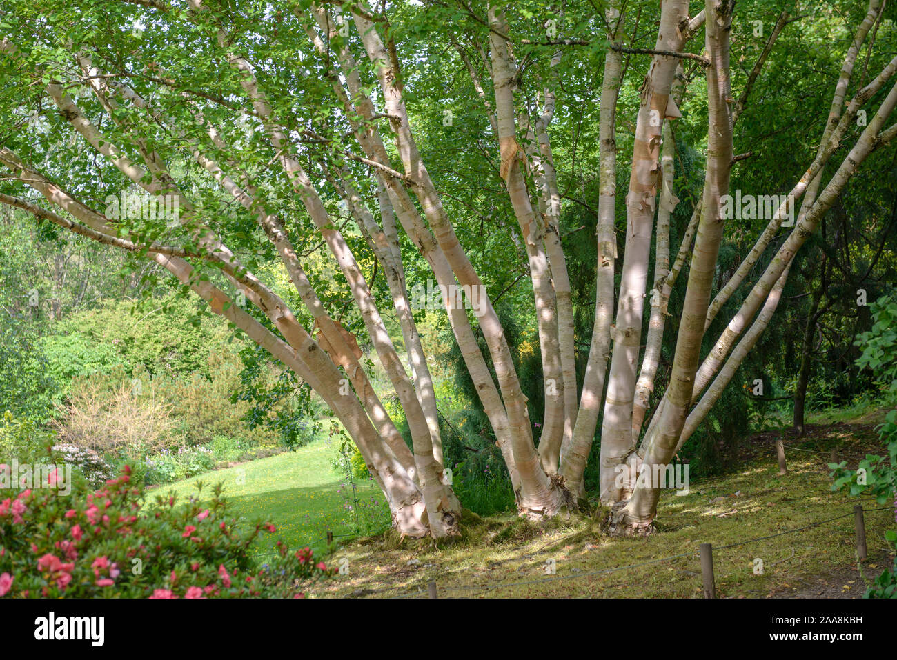 Gold-Birke (Betula costata' Grayswood Hill') Stockfoto