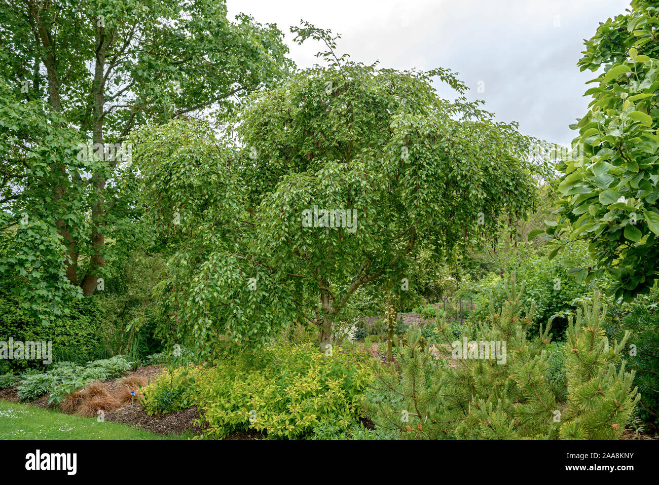 Gold-Birke (Betula costata 'Weinen') Stockfoto