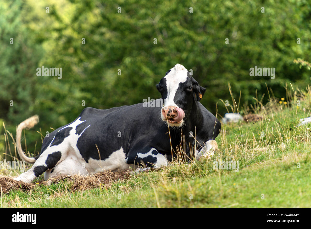 Kuh - Schwarze und weisse Kuh entspannen im grünen Gras, Alm in den italienischen Alpen, Südeuropa Stockfoto