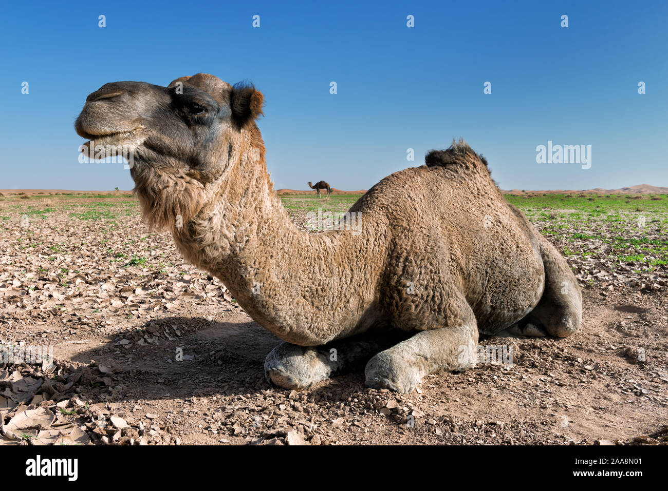 Dromedar an Erg Chagaga, Wüste Sahara, Marokko. Stockfoto