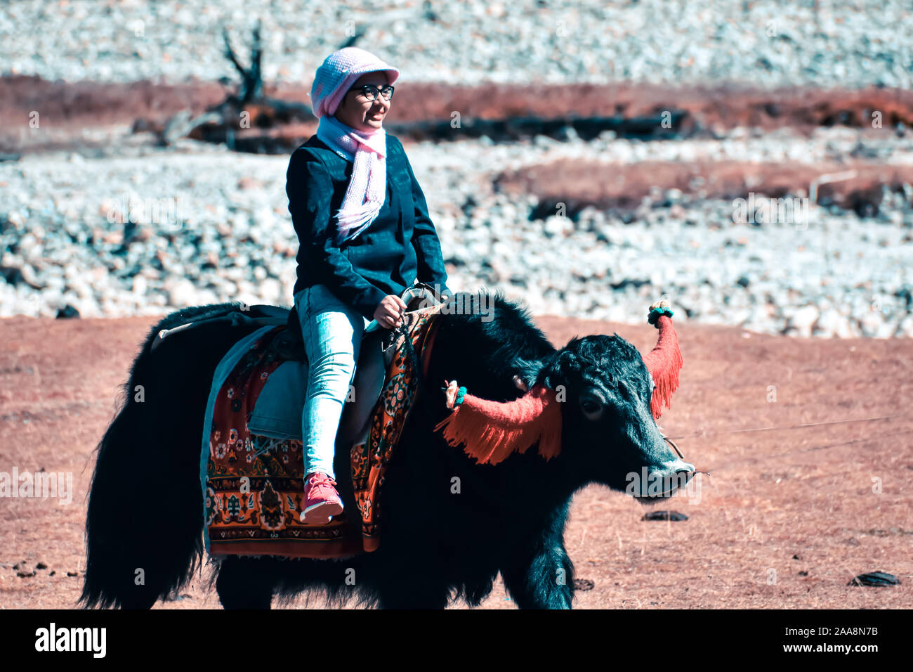 Nahaufnahme der eine fröhliche junge Frau sitzt auf der Yak. Yak Safari in Sikkim, Indien. Stockfoto
