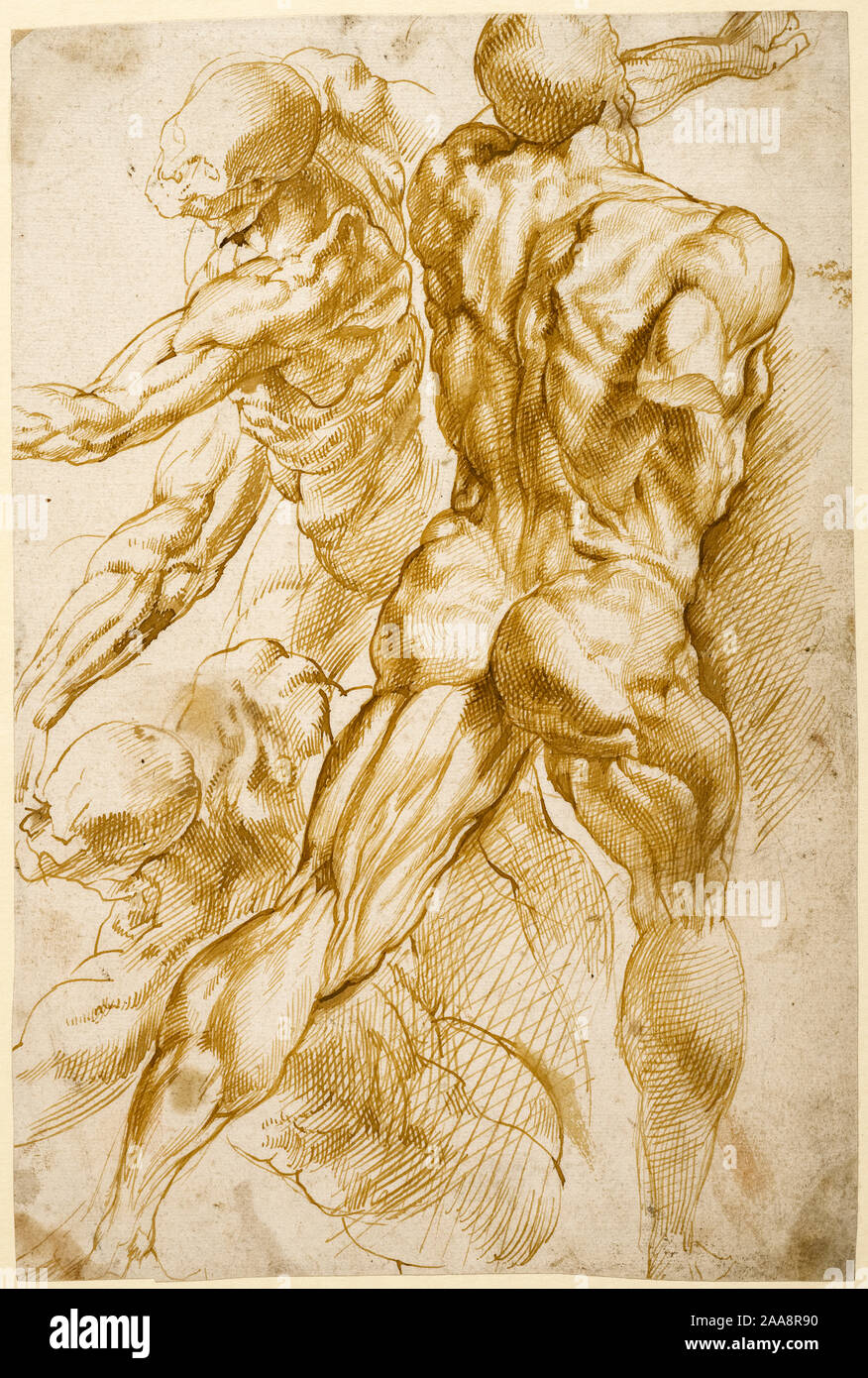 Peter Paul Rubens, anatomische Studien, Zeichnung, 1600-1605 Stockfoto