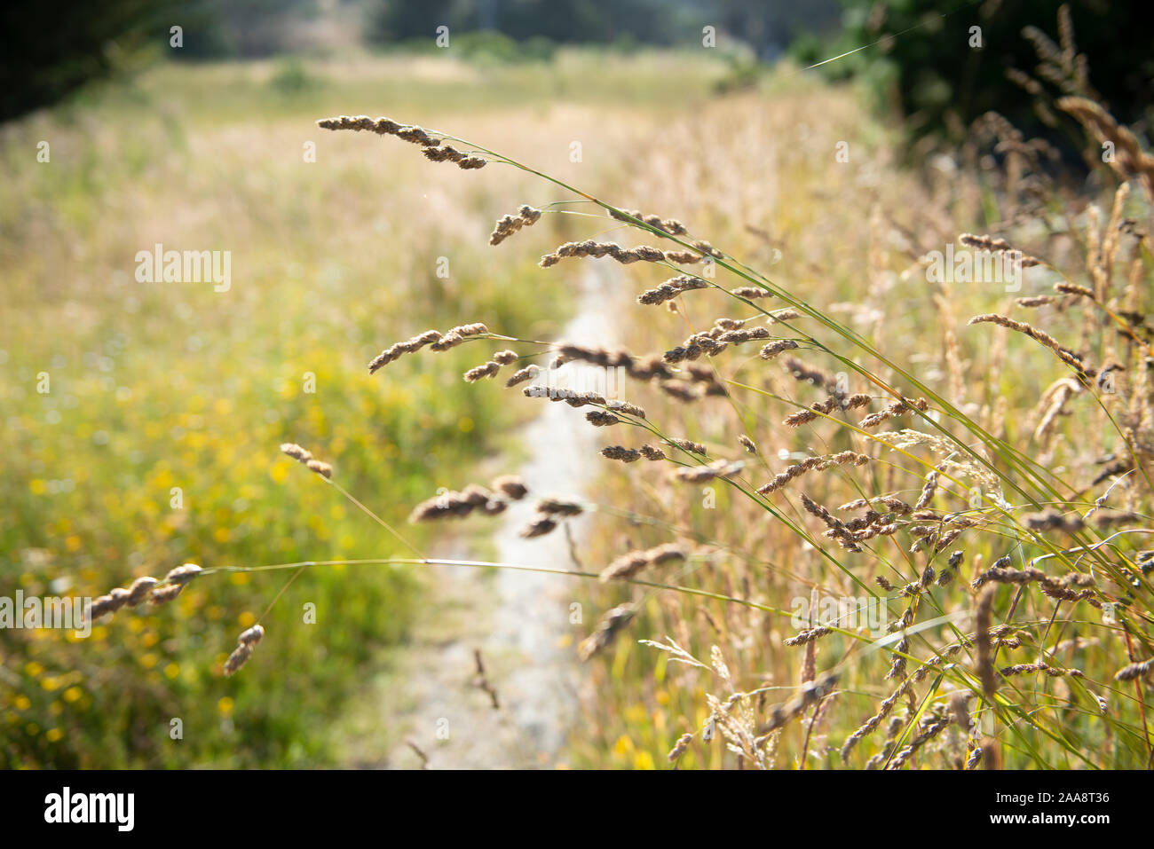Wildes Gras ragt heraus über Wiese Naturlehrpfad Stockfoto