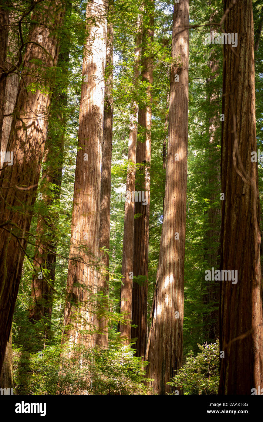 Redwood Bäumen im Humboldt Redwoods State Park, Kalifornien Stockfoto