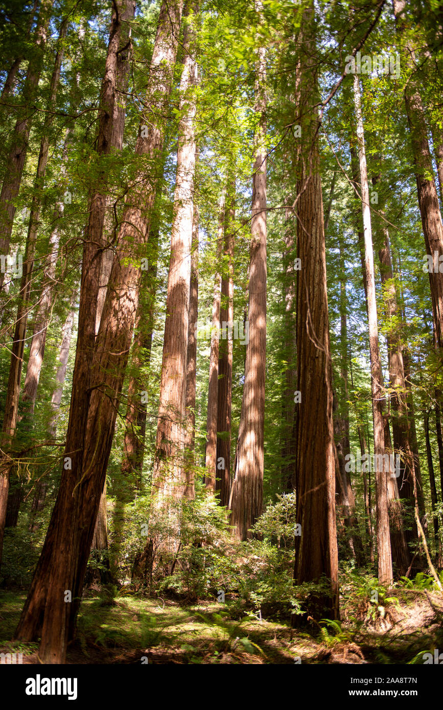 Redwood Bäumen im Humboldt Redwoods State Park, Kalifornien Stockfoto