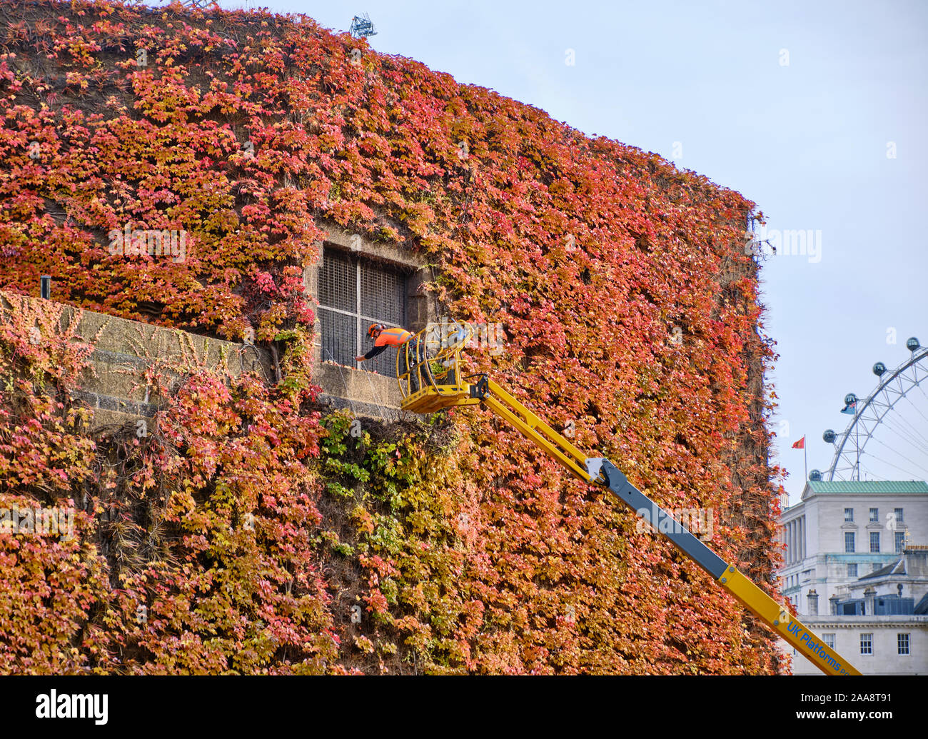 Westminster, London, Großbritannien. November 2019. Der Wartungsmitarbeiter räumte an einem frisch sonnigen Herbsttag in Westminster den herbstlichen Boston Ivy von den Mauern der Admiralty Citadel ab. Die Arbeiten waren aufgrund des Gewichts der Rebe erforderlich, die abstürzte und einen erheblichen Teil des Merkmals verlor, und die Verwendung eines Krans erforderte, um den Problembereich zu erreichen. Kredit: Stockfoto