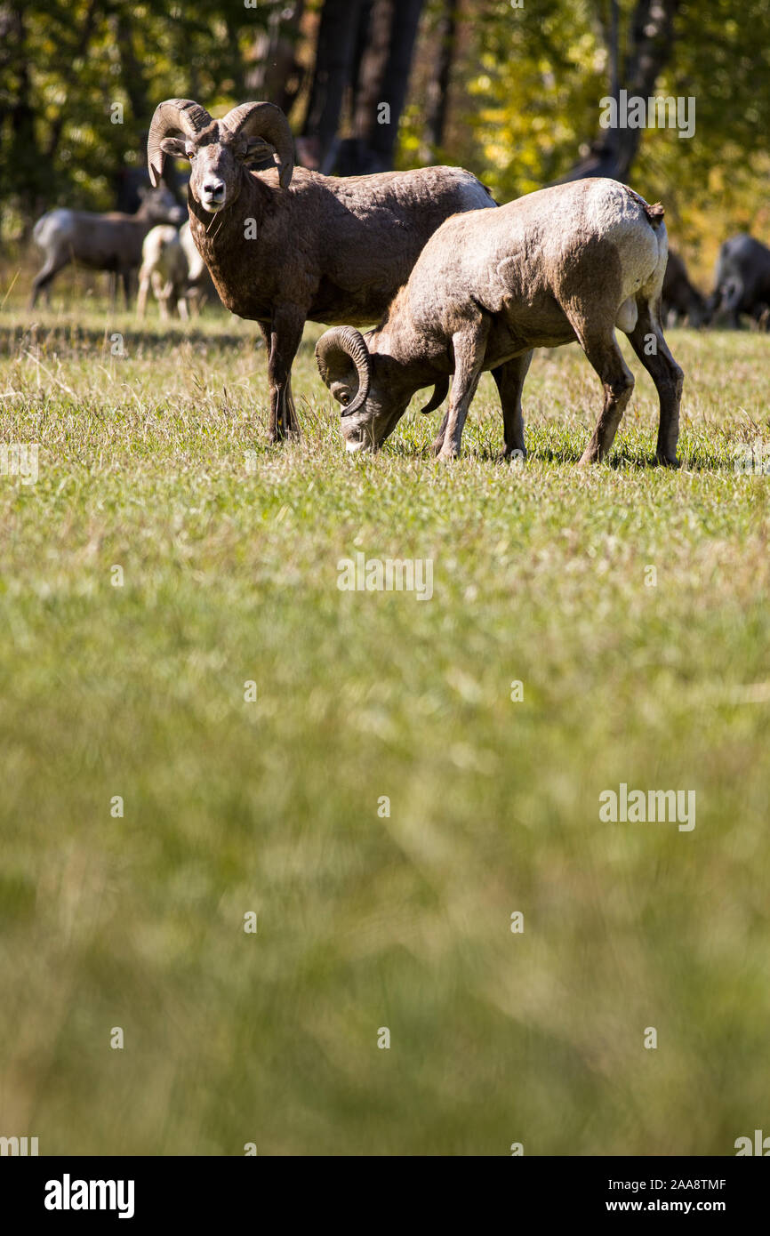 Big Horn Schafe Rams Fütterung in Rock Creek, Montana. Stockfoto