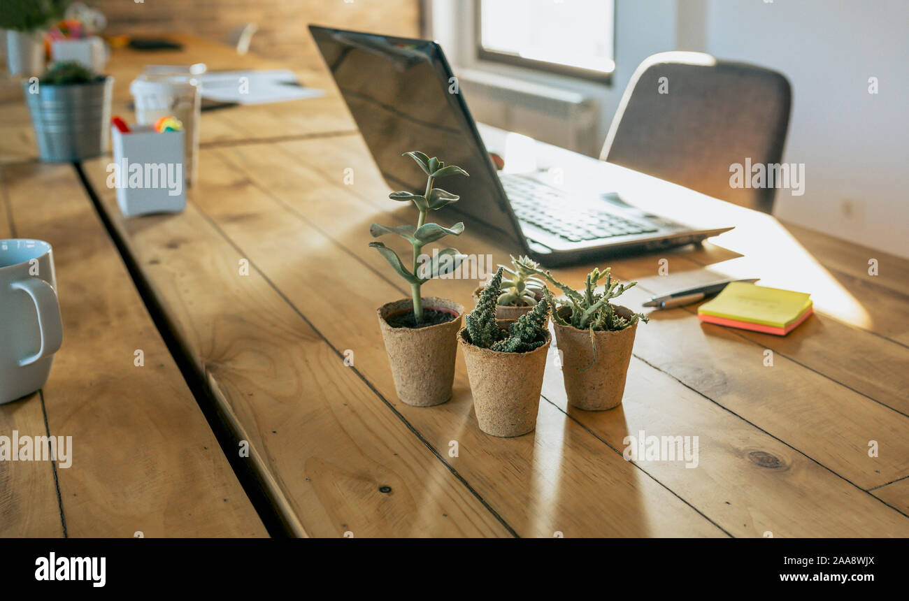 Arbeitsplatz mit Laptop und verschiedene Kakteen im Vordergrund. Stockfoto