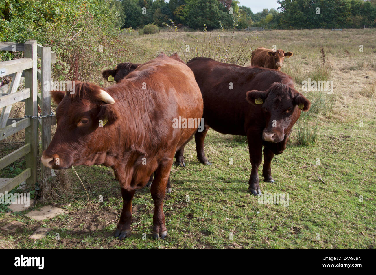 Dexter Vieh in einem Feld. Stockfoto