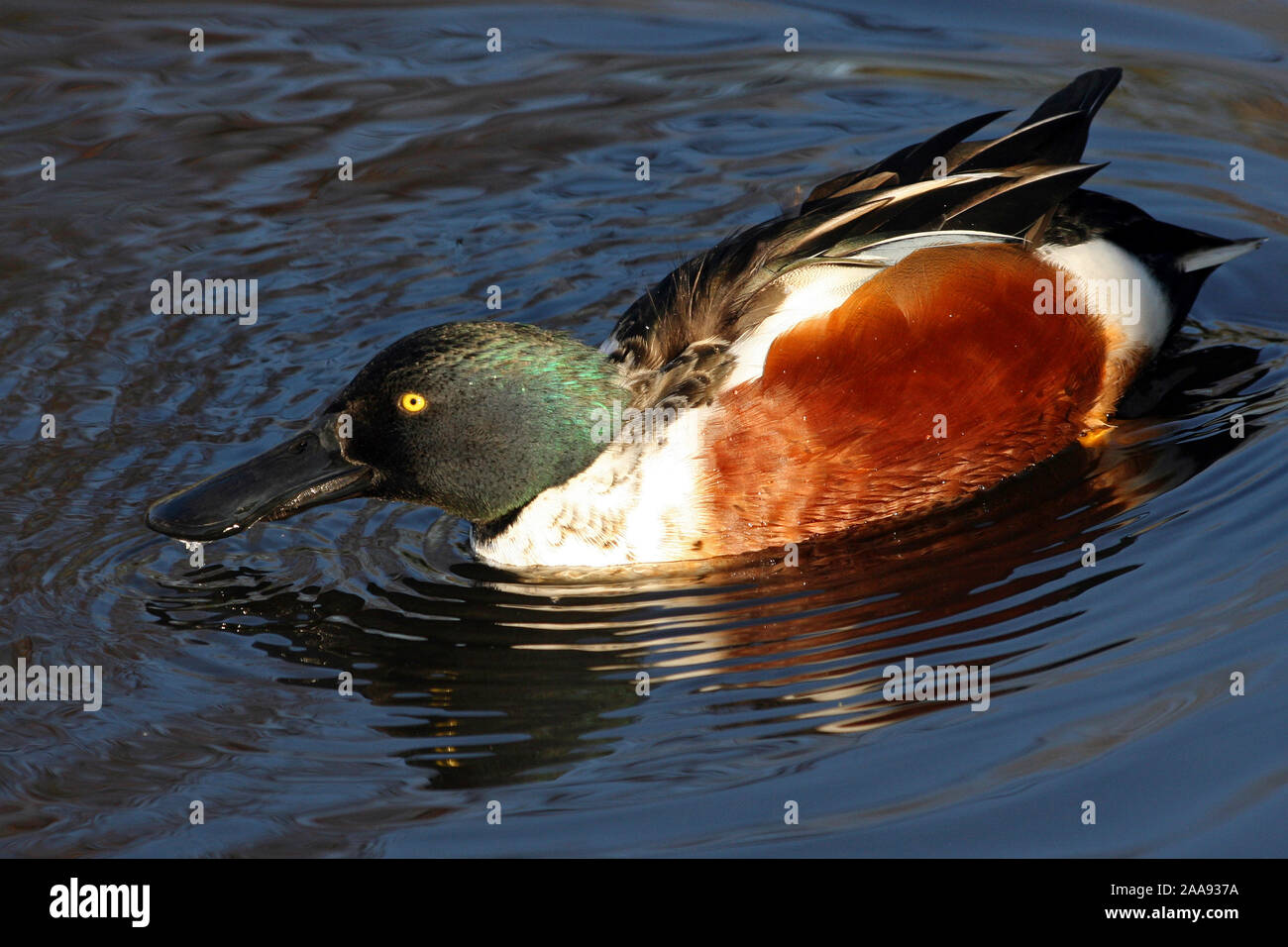 Northern Shoveler Spatula clypeata - Drake Stockfoto