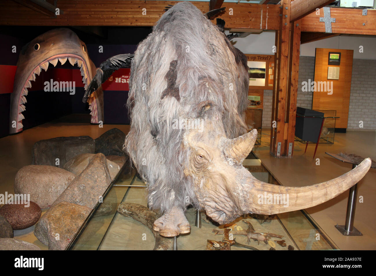 Woolly Nashorn Coelodonta antiquitatis Anzeige bei Ecomare Seal Sanctuary, Texel, Niederlande Stockfoto