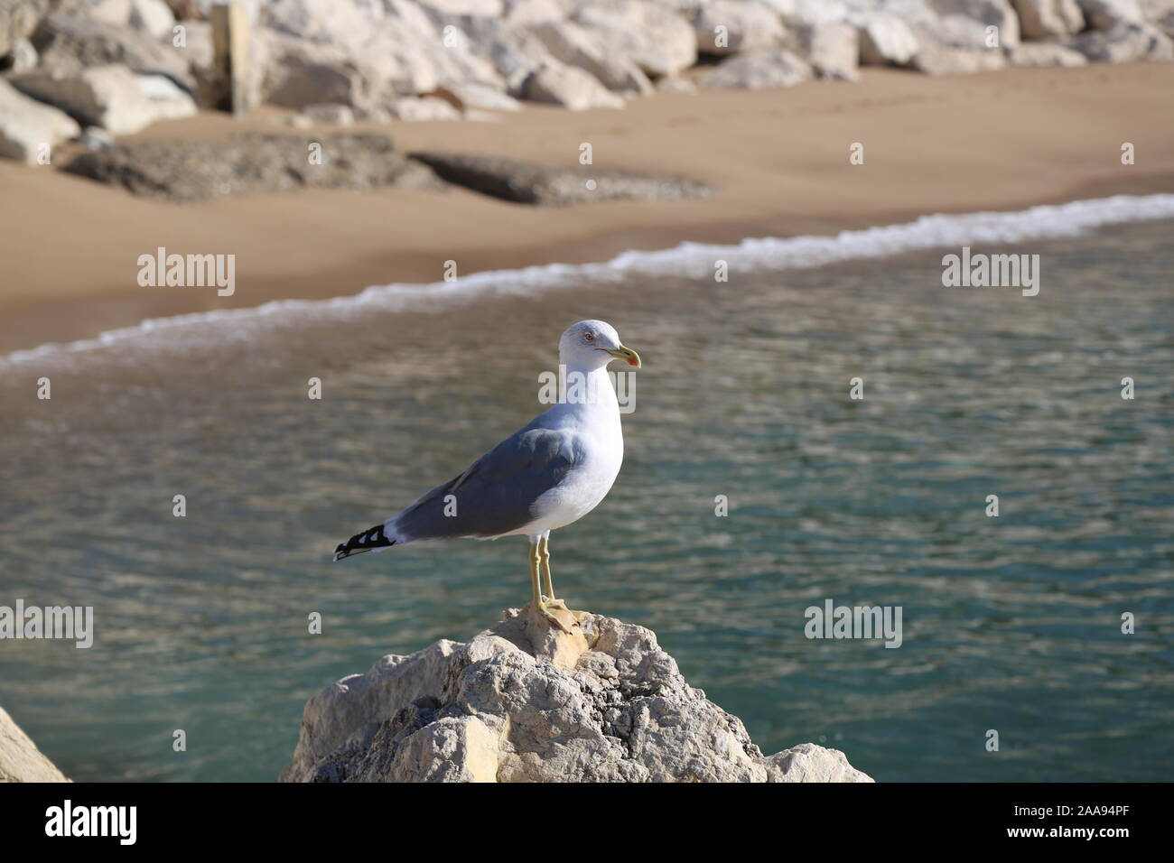 Möwe auf einem Felsen im Meer. Stockfoto