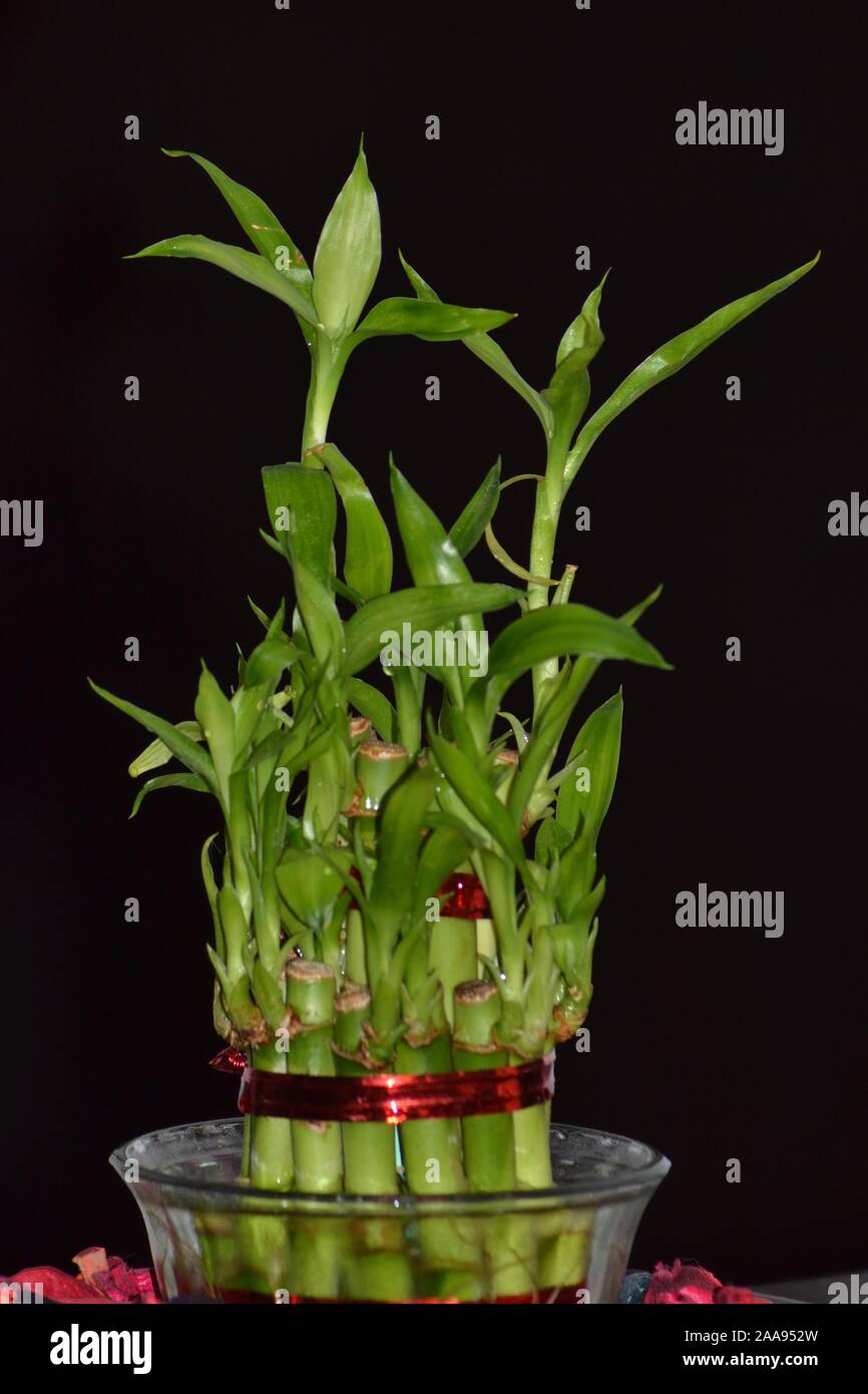 Bambuspflanze in das Glas Wasser Stockfotografie - Alamy
