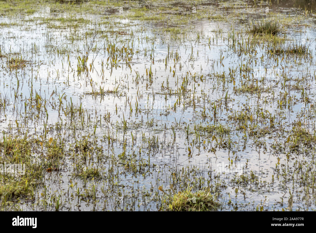 Wasser überflutet Feld & Juncus Juncus effusus Rush/Tufts & andere Unkräuter. Metapher "Regen der Sumpf "Vielleicht, überwältigt, Frühjahr/winter Überschwemmungen. Stockfoto