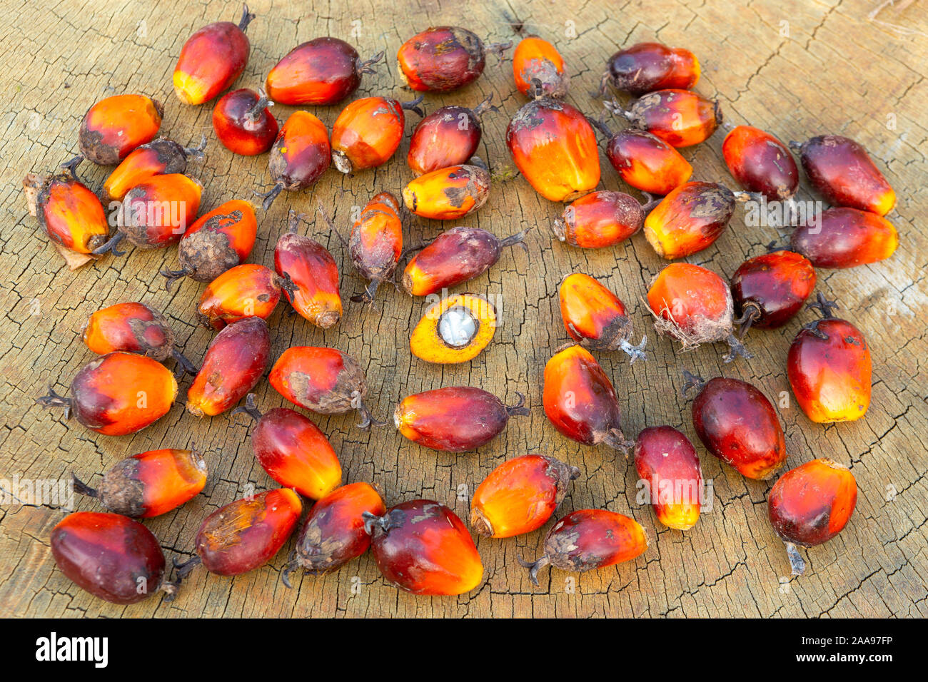 Nahaufnahme einer Gruppe von Palmöl-Früchten (Elaeis guineensis) und einer halbierten Frucht, die das Innere auf rustikalem Holztisch zeigt. Konzept der Natur, Landwirtschaft. Stockfoto