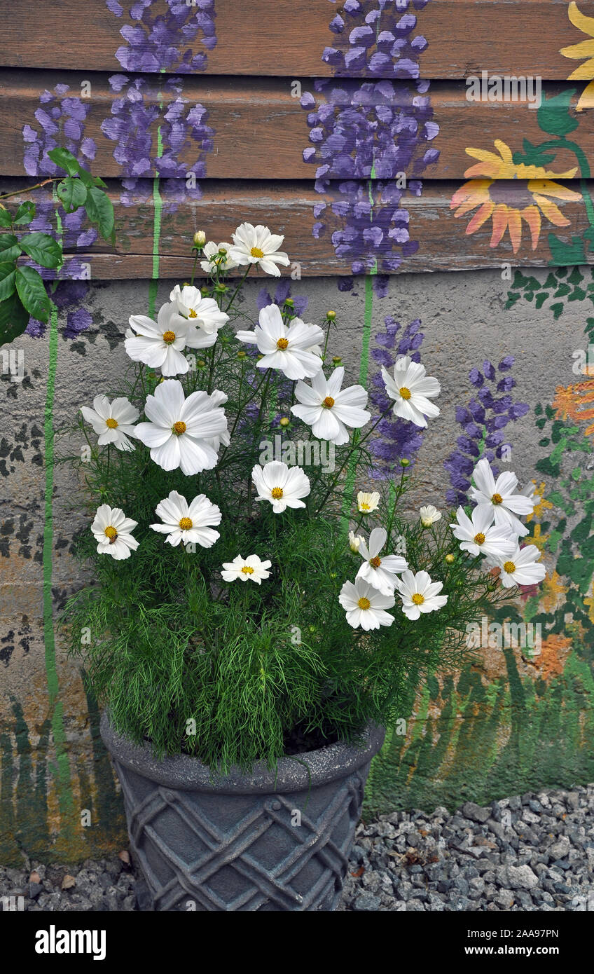 Schönen weißen cosmos Blumen neben bemalten geblümten Wand Stockfoto