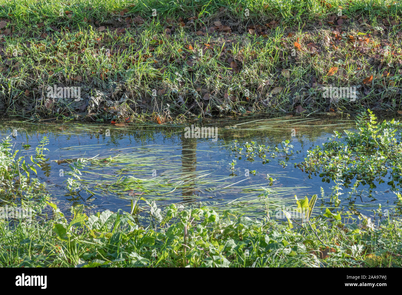 Feld Entwässerungsgraben im Sonnenschein, sondern durch Regen überflutet. Sichtbar Unkraut gehören Brooklime/Veronica beccabunga (Was ist essbar). Stockfoto