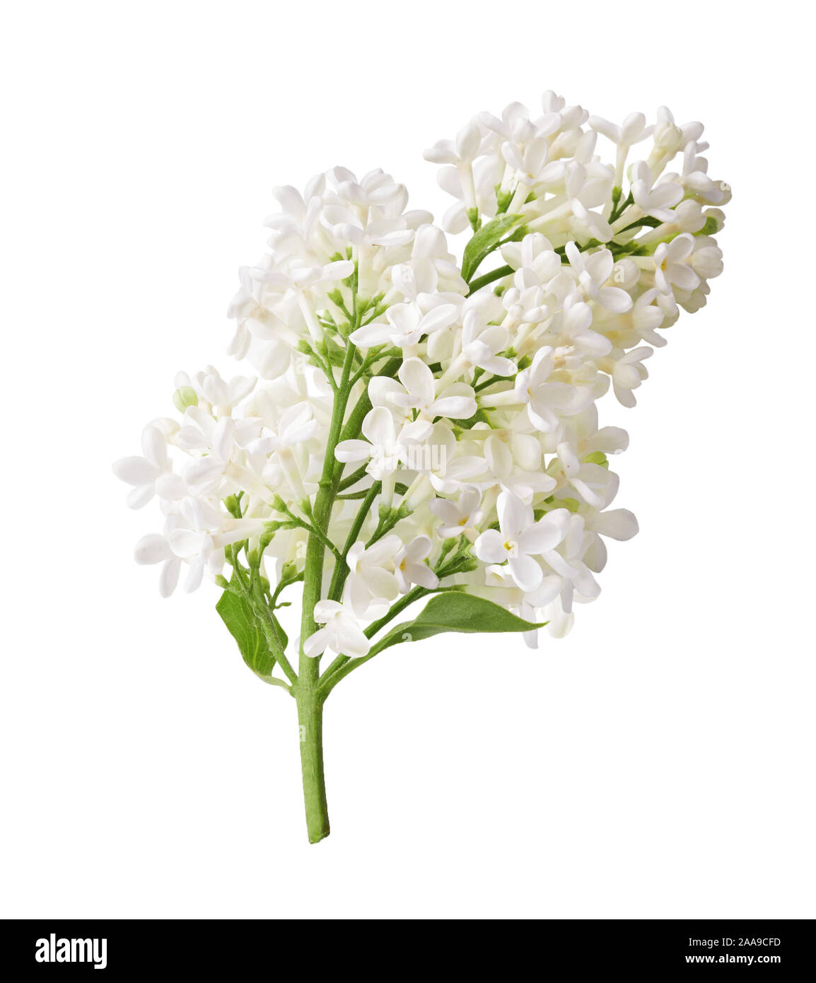 Zweig der weiße Flieder Blumen mit grünen Blättern auf weißem Hintergrund. Ansicht von oben. Stockfoto