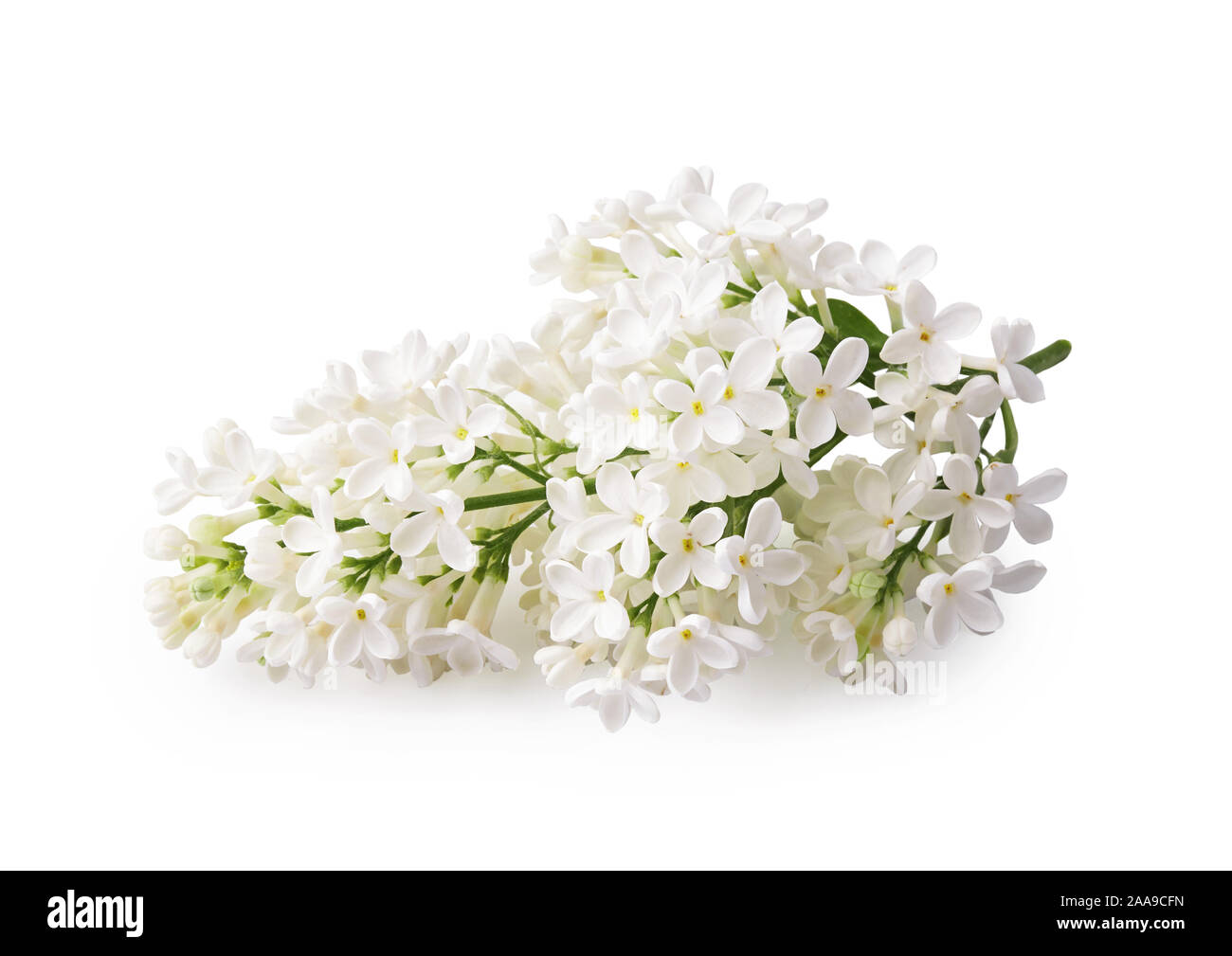 Schönen Zweig der weiße Flieder Blumen auf weißem Hintergrund Stockfoto