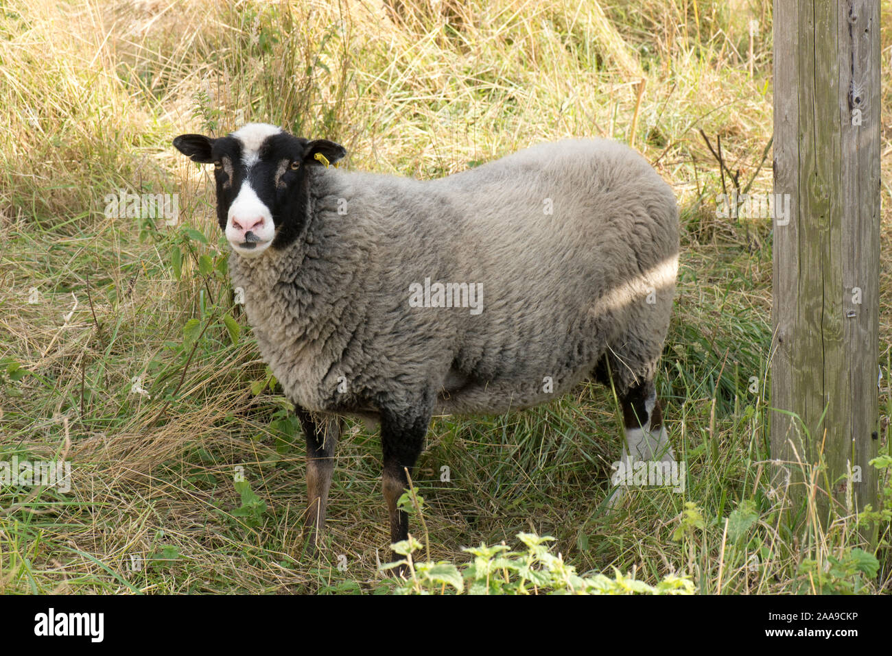 Ein Shetland Schafe, Hammel, eine kastrierte männliche als Haustier gehalten. Ein sehr abgehärtet einheimische Rasse, Berkshire, August Stockfoto