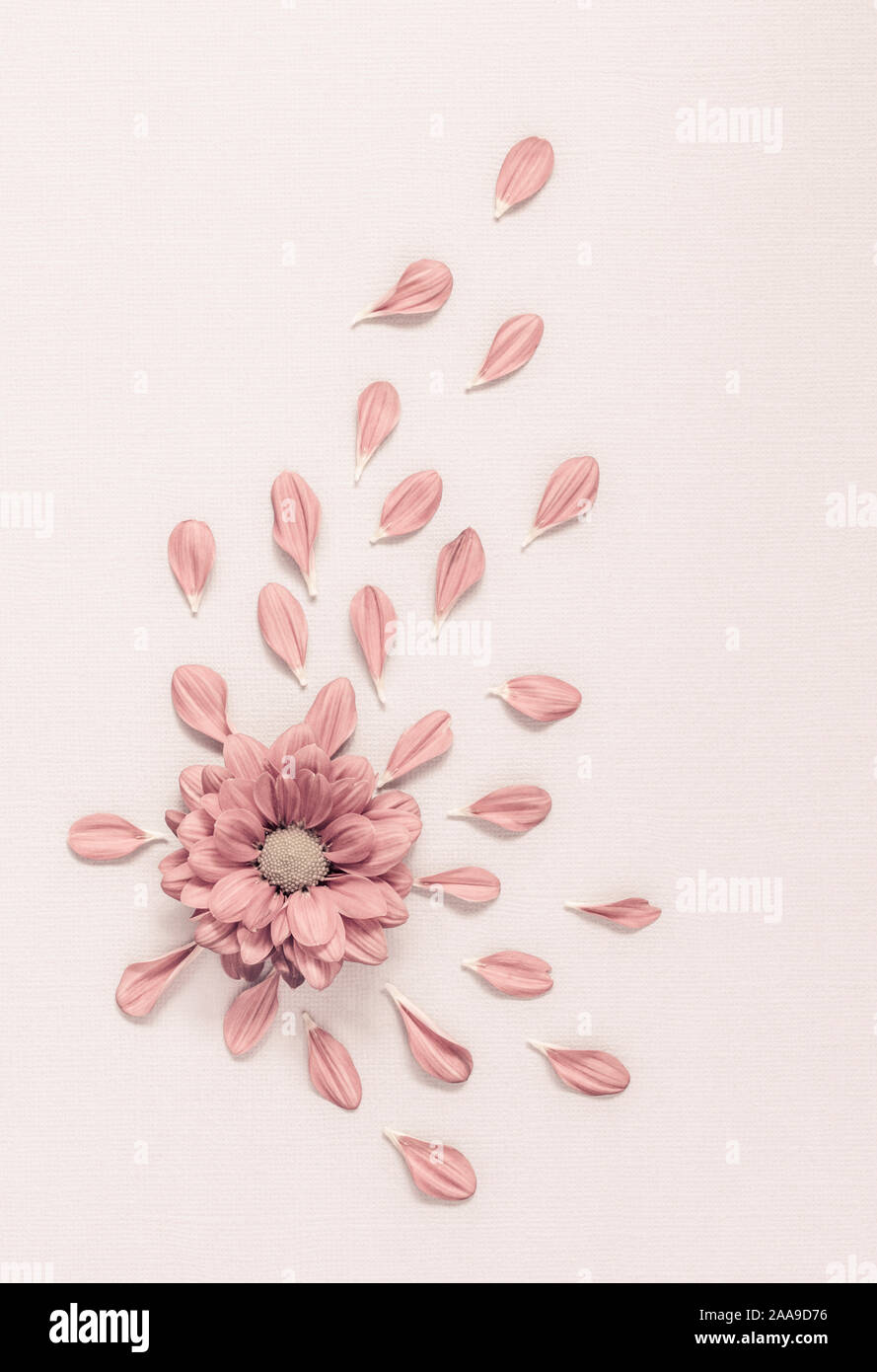 Rosa Chrysantheme mit verstreuten Blütenblätter Stockfoto
