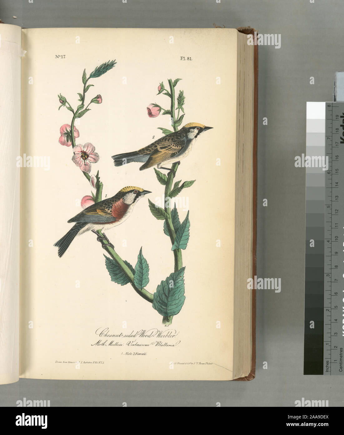 Sylvicola icterocephala.; Kastanien-seitig Wood-Warbler, 1. Außengewinde, 2. Frau. (Moth Mullein: molène Blattaria.) Stockfoto