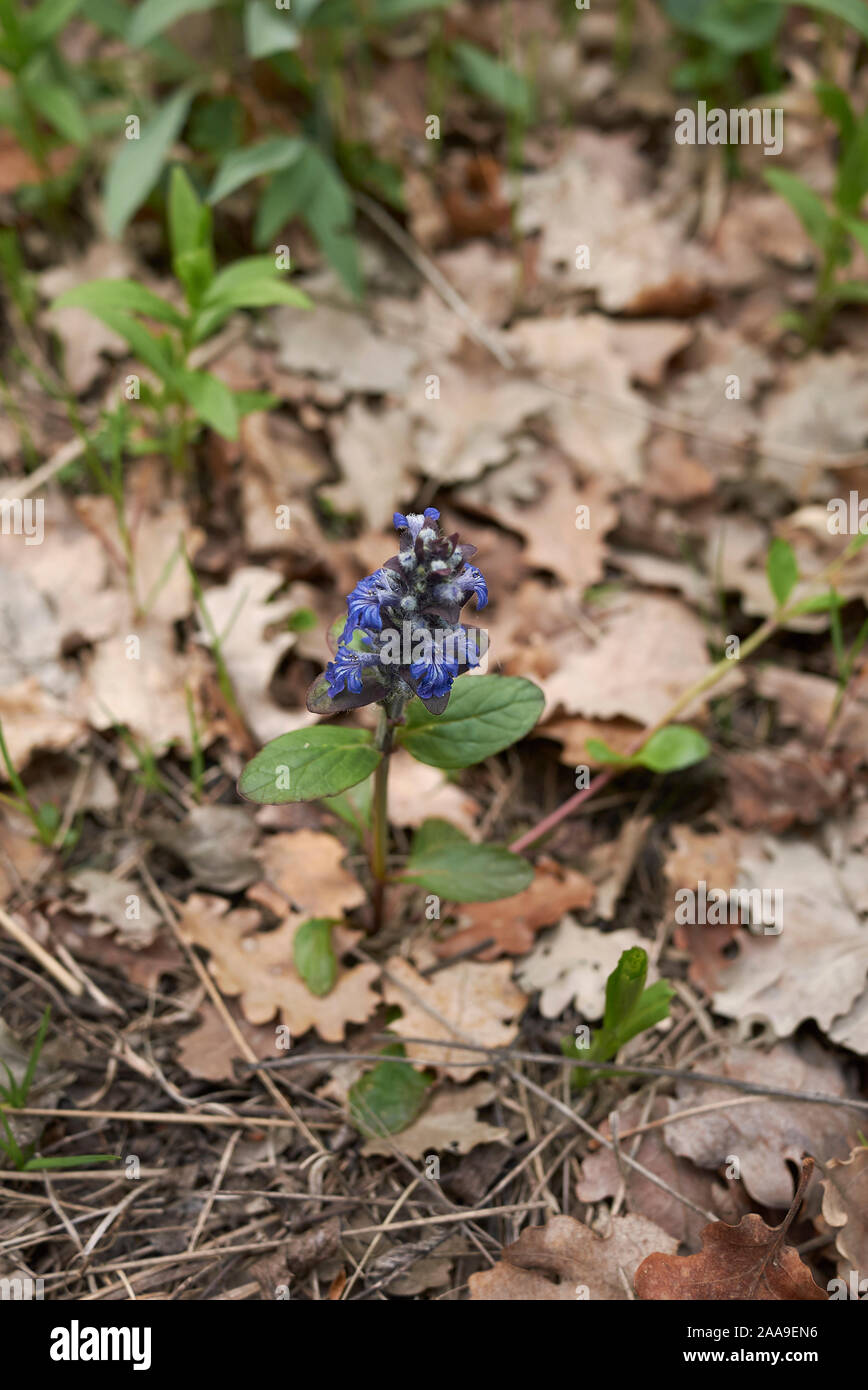 Ajuga reptans in voller Blüte Stockfoto