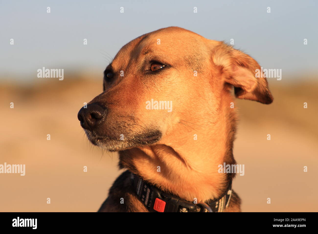 Braun und Schwarz hund Kopf schaut nach links Stockfoto