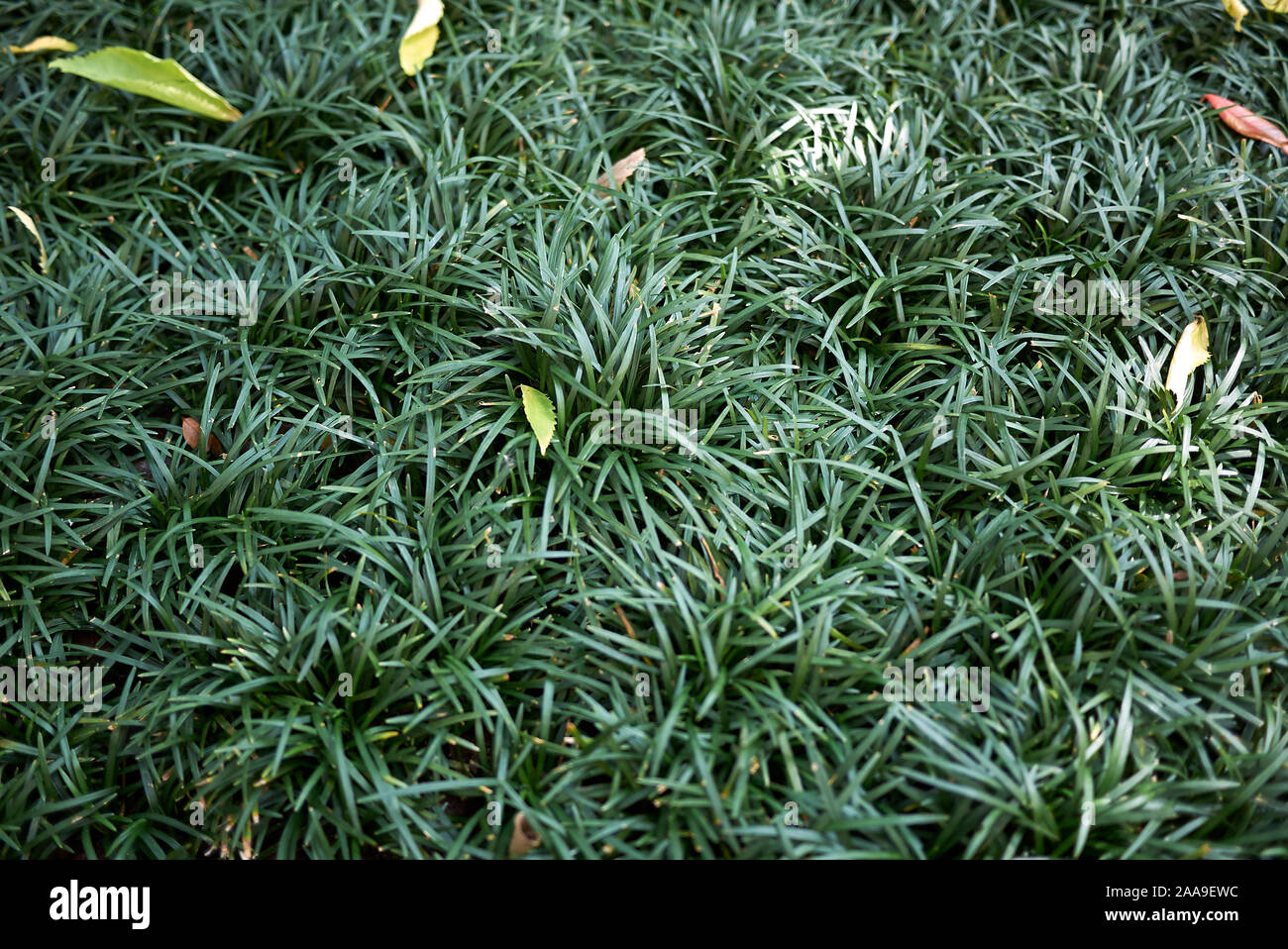 Blumenbeet mit immergrünen Gras der Ophiopogon japonicus Stockfoto