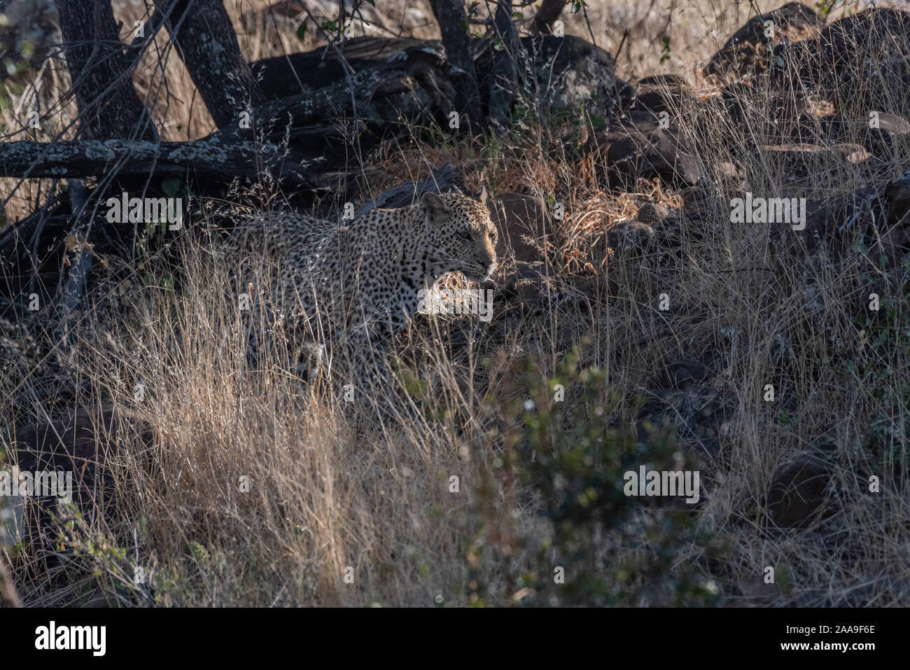 Getarnt Leopard im Mashatu Private Game Reserve in Botswana Stockfoto