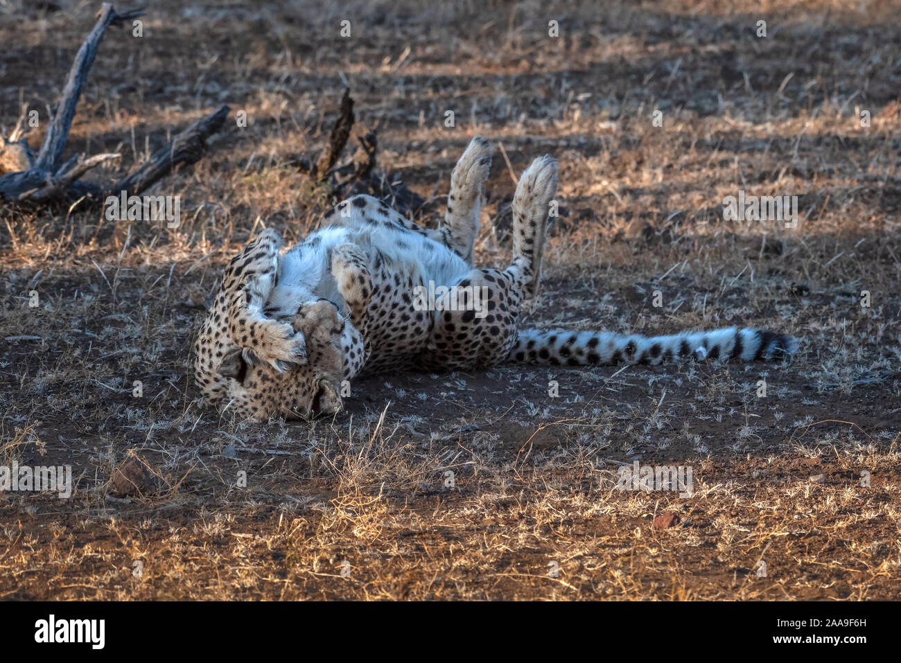 Cheetah entspannen unter Akazien Botswana Stockfoto