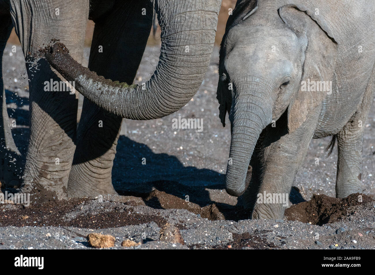 Elefanten graben nach Wasser Botswana Stockfoto