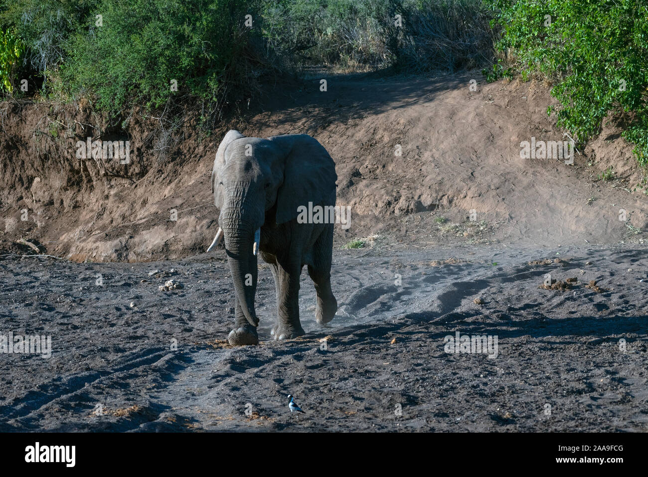 In den Majale River Bed in Botswana Elephant Stockfoto