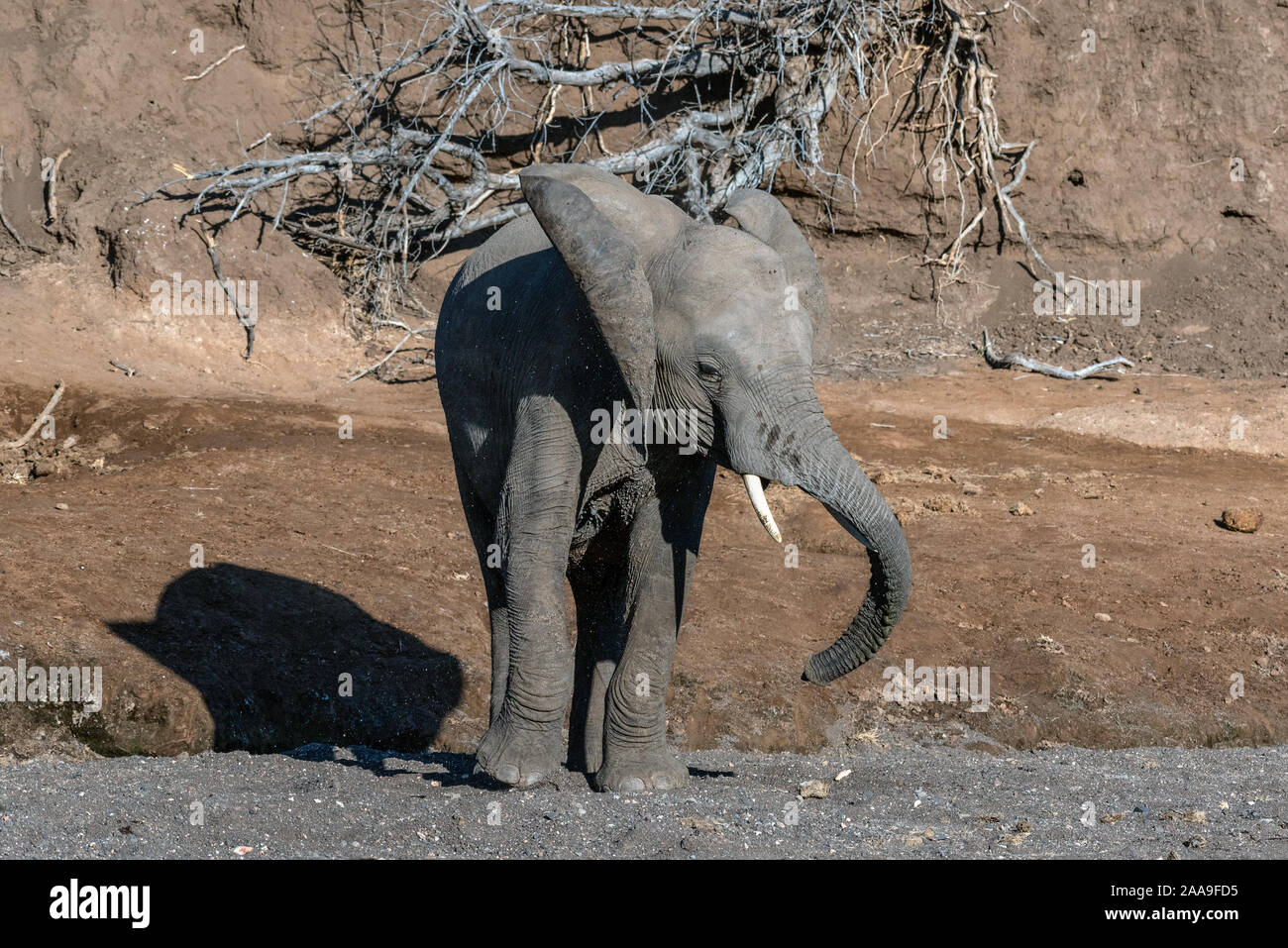 Ein Elefant in einem trockenen Flussbett Botswana Stockfoto