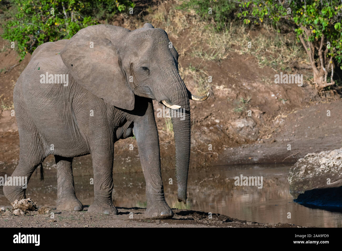 In den Majale Rive in Botswana Elephant Stockfoto