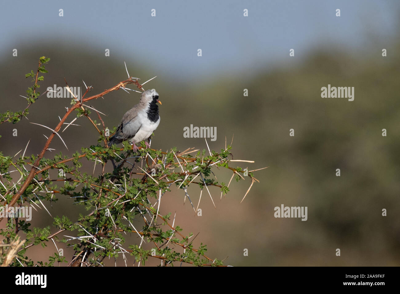 Namaqua Taube auf Acacia Bush Botswana Stockfoto