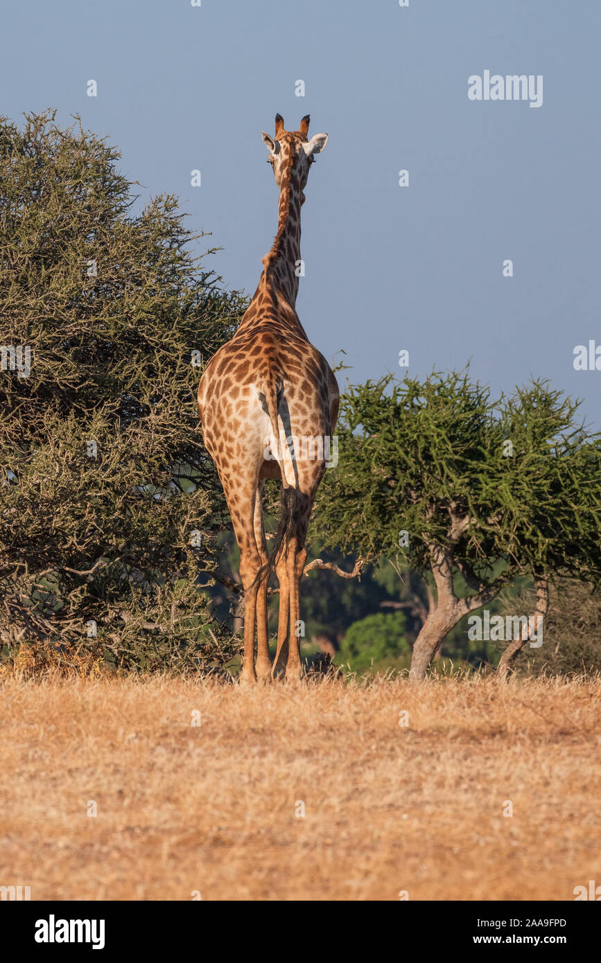 Southern African Giraffe in Mashatu Game Reserve in Botswana Stockfoto
