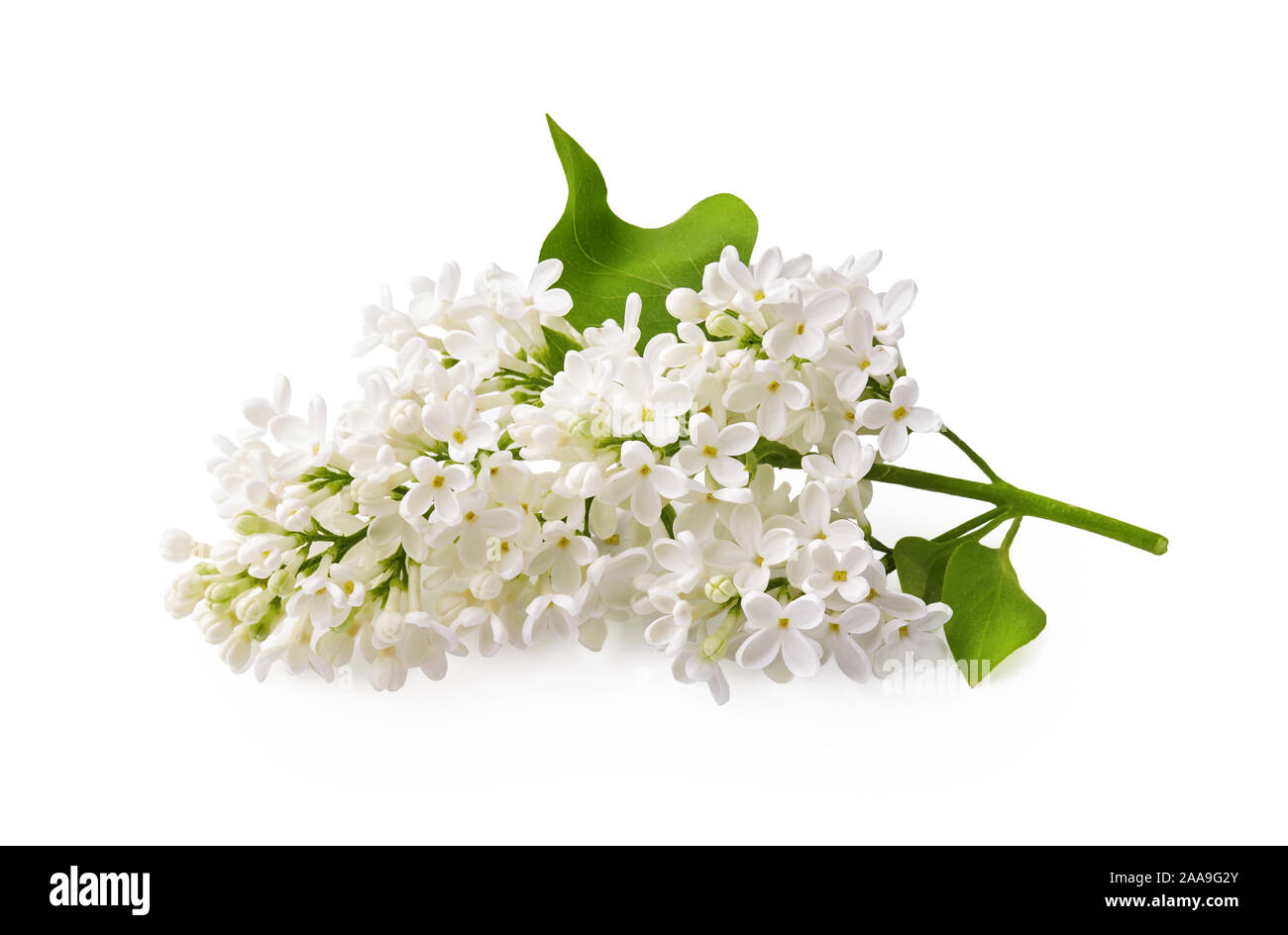 Zweig der weiße Flieder Blumen mit grünen Blättern auf weißem Hintergrund. Stockfoto