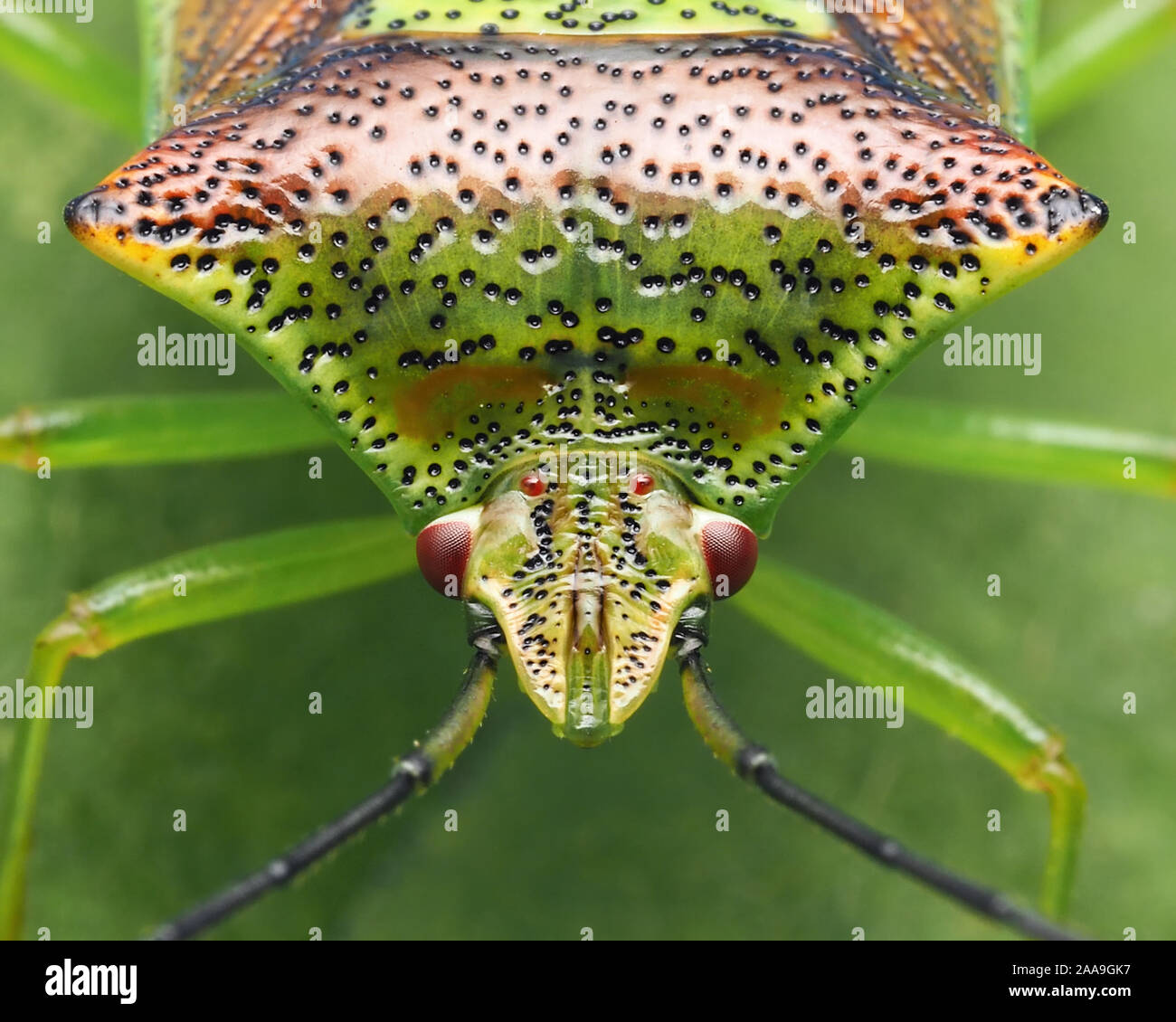 Nahaufnahme der frontalen Ansicht einer Hawthorn Shieldbug (Acanthosoma haemorrhoidale) in Ruhe auf das Blatt. Tipperary, Irland Stockfoto