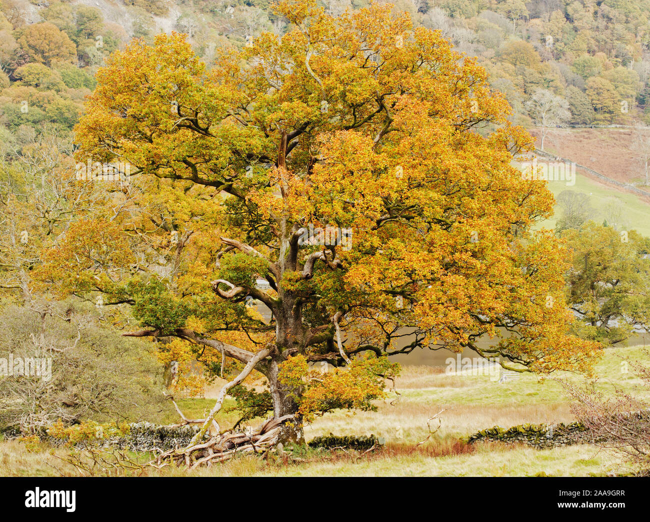 Die starken Linien von einem Baum mit goldenen Blätter im Herbst Stockfoto