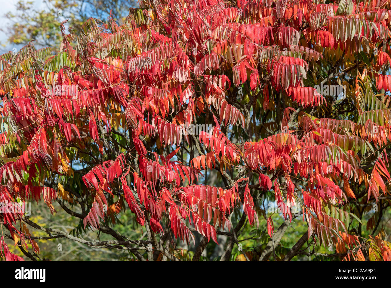 Die Rhus typhina Ausstrahlung inrus'. Staghorn sumac oder Hirschhorn sumach Pflanze im Herbst Stockfoto